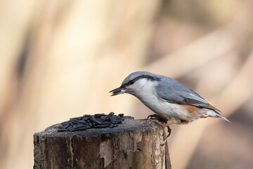A nuthatch pecks sunflower seeds while sitting on a stump, close-up