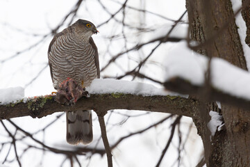 Eurasian sparrowhawk sitting on a tree branch with prey