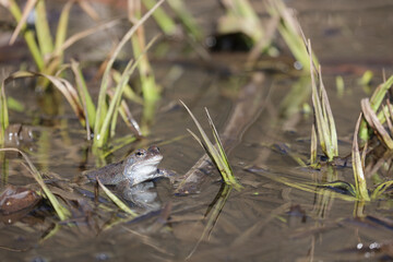 A frog and frogspawn in a swamp