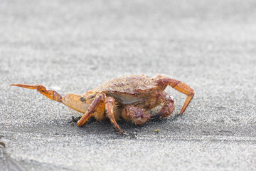 Big crab on the seashore. Close-up