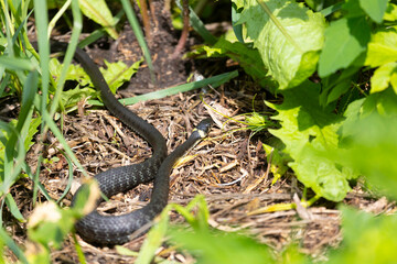Grass snake lies on old foliage. Close up