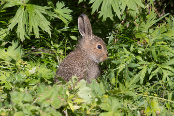 A small mountain hare sits in the grass