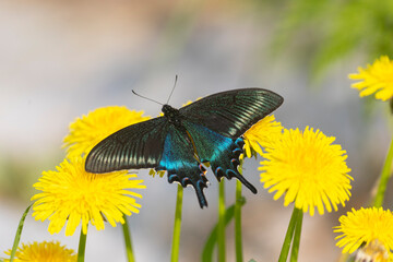 Papilio maackii butterfly sits on yellow dandelions