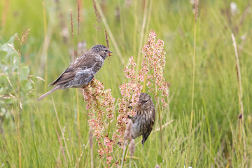 Young redpoll eats horse sorrel seeds