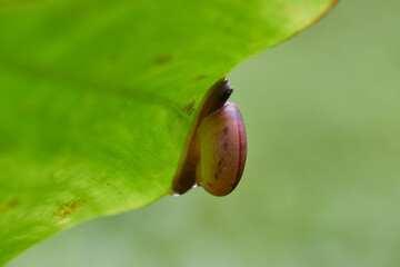 Close-up view of snail on leaf