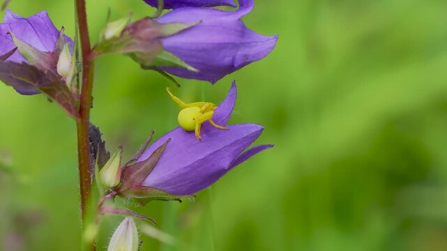 Yellow Crab Spider Waiting for Prey on a Harebell