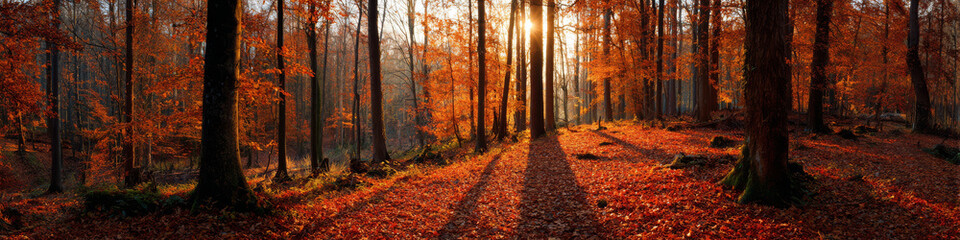 Fototapeta premium Autumn sunset walk enchanted forest landscape photography vibrant colors eye-level view nature's beauty