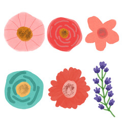 set of flowers. Illustration of a beautiful flowers in different colors. Illustration of the flowers in watercolor style 