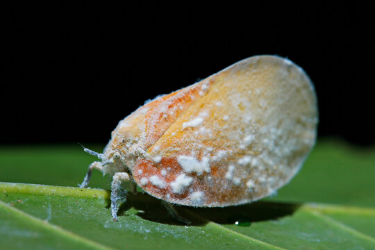 Flatid Planthoppers (Flatidae) Bythopsyrna sp. flatid planthopper Siphanta sp. macro on black background