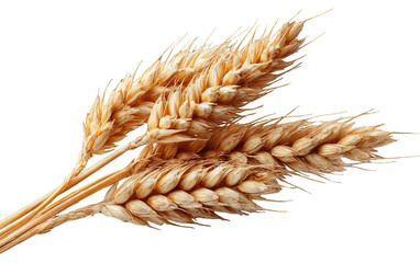 Golden wheat stalks, grain clusters, on a black background. Food and nature