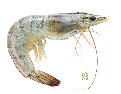 High-Detail Whiteleg Shrimp PNG for Cooking or Illustration transparent background