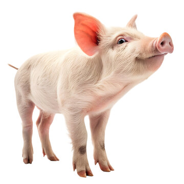 Pink Piglet Standing Isolated on White Background on transparent background