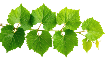 Green vine leaves stretch across a black background, featuring prominent veins and textured surfaces
