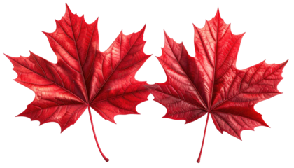 Two glossy, vibrant red maple leaves side-by-side isolated on a black background, showcasing intricate vein detail
