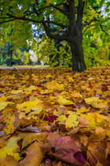 fallen leaves in the forest. autumn forest. yellow and red leaves on the ground.