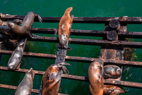 California sea lions lounge and jostle under the Santa Cruz Municipal Wharf, seen from above in bright daylight, with rusted timbers, wet fur, and rippling emerald water.