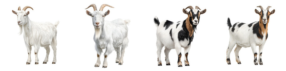 Obraz premium Goat Variety - Standing Poses on White Background