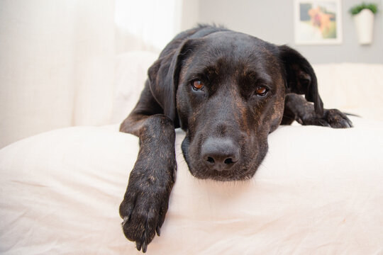 Close-up of a Brindle labrador mixed breed dog lying on a bed