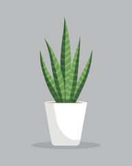 A potted snake plant against a gray background, showcasing a simple and elegant indoor plant design girl avatar