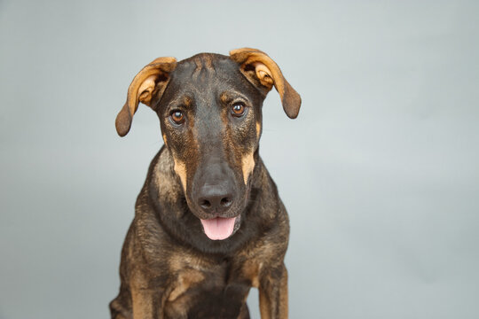 Portrait of a doberman german shepherd mixed breed dog sitting in front of a grey background