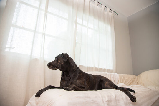 Brindle labrador mixed breed dog lying on a sofa covered in a bedsheet by a window