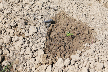 Papaya sapling growing After putting it into the ground