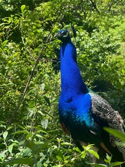 Obraz premium peacock in the park