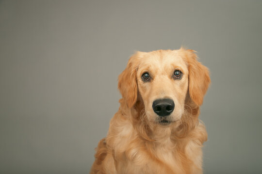 Portrait of a curly haired golden retriever sitting in front of a grey background