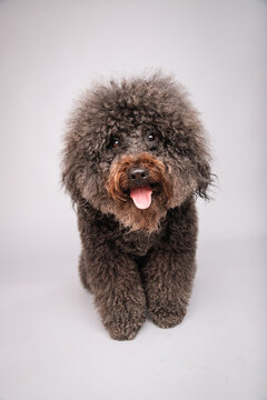 Close-up of a fluffy brown Whoodle dog sitting in front of a grey background