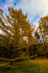 fir tree with yellowed needles. beautiful autumn forest landscape. autumn in the park.