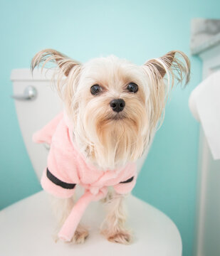 Portrait of a cute teacup yorkie dog in a pink dressing gown standing on a toilet seat