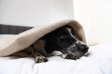 Cute Border Collie dog wrapped in plaid on bed indoors