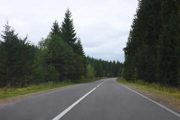 Naklejka premium Beautiful view of green trees and asphalt road