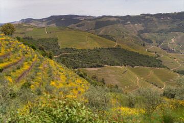Flowers and fields in the Douro Valley