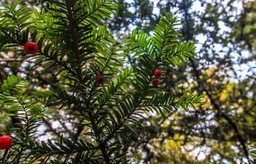 red berries of the berry yew against the sky. colorful autumn photo. autumn in the forest. close-up