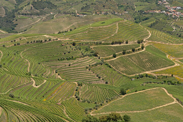 Fields and terraces in the Douro Valley