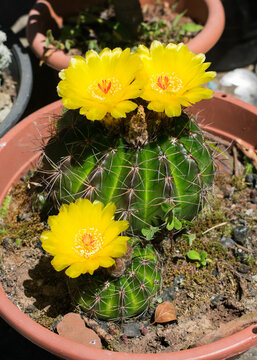 Parodia ottonis cactus in bloom, beautiful yellow flowers
