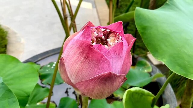 Beautiful pink waterlily or bunga teratai or lotus flower in pond. Flower lotus cultivars are used exclusively for ornamental purpose, produce a large number of flowers and the lowest plant height