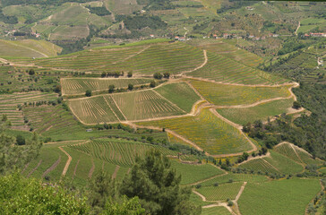 Terraced vineyards in the Douro Valley