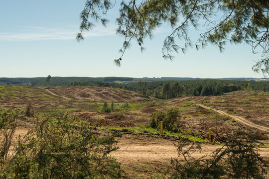 Land deforested by timber harvesting in Sao Francisco de Paula, South of Brazil