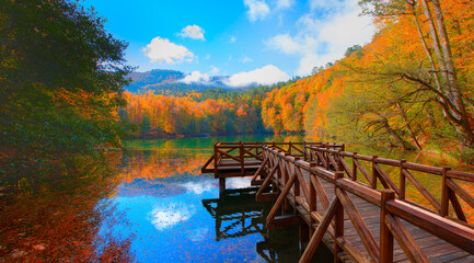 Fallen red and yellow leaves in autumn forest - Autumn forest landscape reflection on the water...