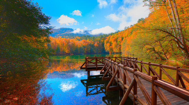Fallen red and yellow leaves in autumn forest - Autumn forest landscape reflection on the water with wooden pier - Autumn landscape in (seven lakes) Yedigoller Park Bolu, Turkey