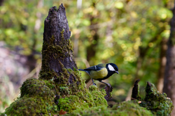 Great Tit Among Mossy Woodland