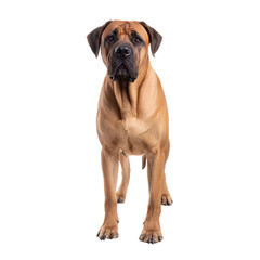 Boerboel dog photographed from the front on a seamless white background