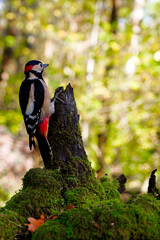 Great Spotted Woodpecker on Ancient Oak