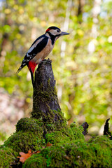 Great Spotted Woodpecker on Fallen Log