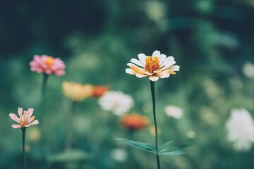 The bright zinnia serves as the focal point, highlighting the natural beauty of the petals, while the blurred background adds depth and focus to the subject.