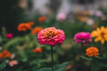 The bright zinnia serves as the focal point, highlighting the natural beauty of the petals, while the blurred background adds depth and focus to the subject.