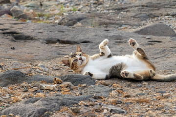 Happy Cat Rolling on Back Showing Belly and Paws Outdoors