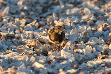 Oiseau Tournepierre à collier sur le bord de plage avec coquille d'huitre
